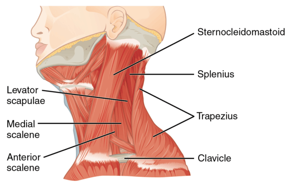 How to Get Rid of Turkey Neck