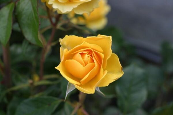 The Meaning Behind The Yellow Rose All For Fashion Design