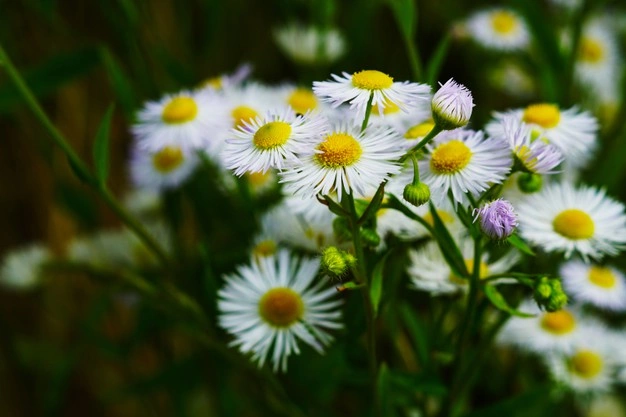 Chamomile Essential Oil for Skin and Hair