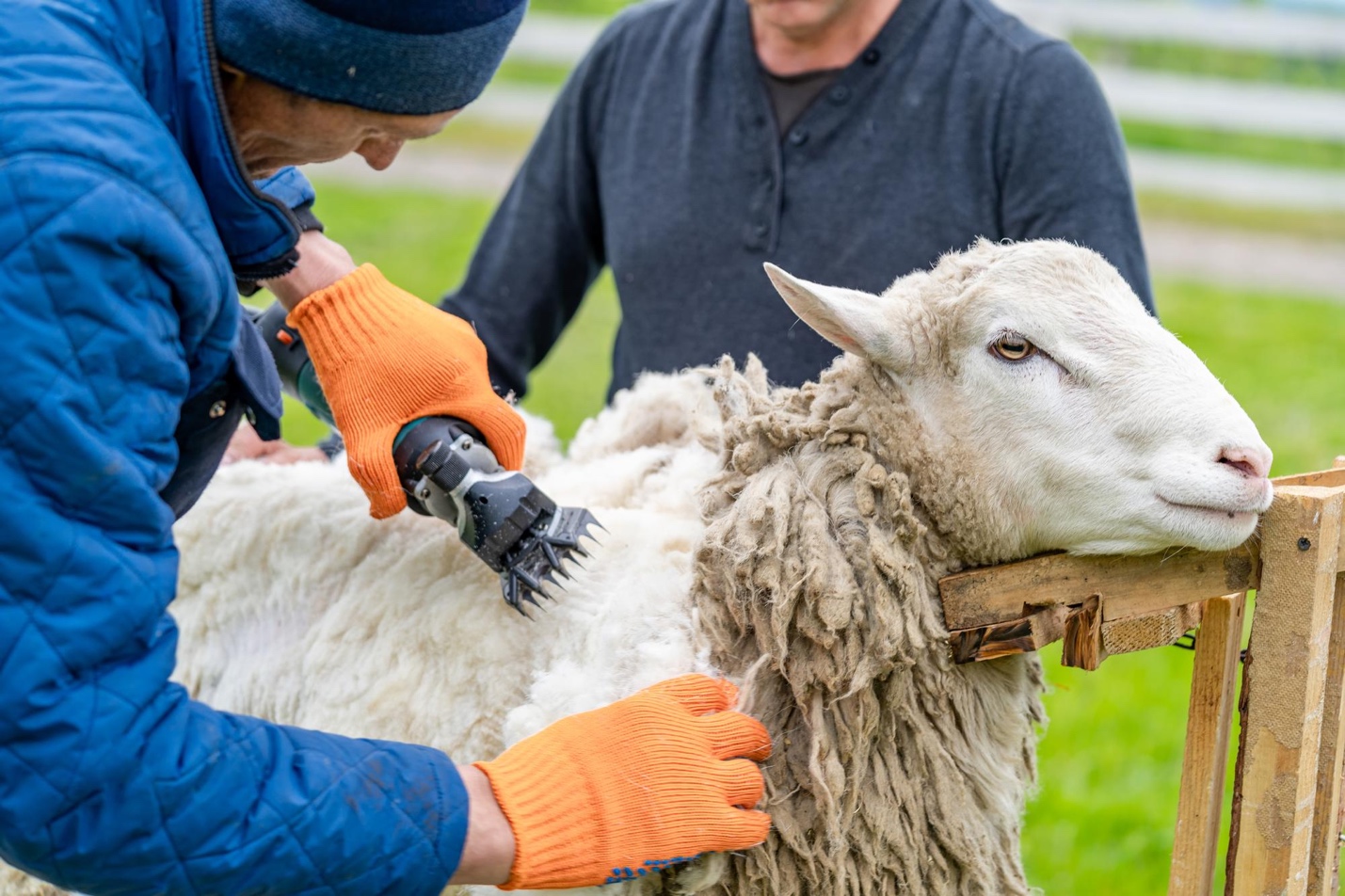 Everything You Wanted to Know About Merino Wool