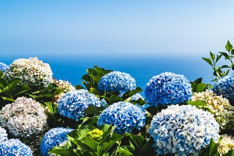 What do the colors of different Hydrangeas mean in floristics What do the colors of different Hydrangeas mean in floristics