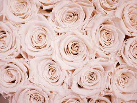 Decode the Meaning of Rose Colors and Use Them To Express Your Feelings